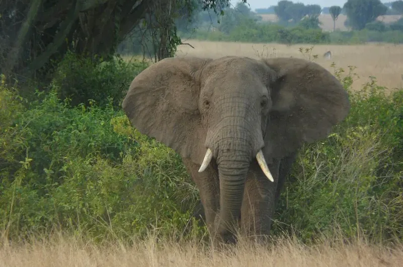 How to Prepare For A Safari in Uganda.