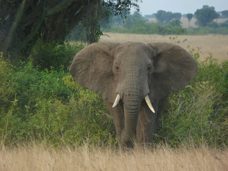 How to Prepare For A Safari in Uganda.