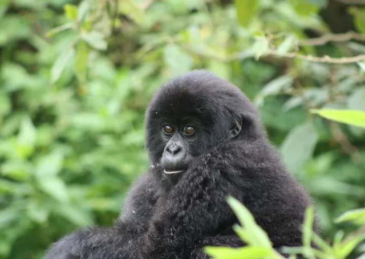 How to book Volcanoes National Park gorilla permits.