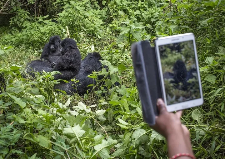 How to book a gorilla safari to Bwindi Impenetrable National Park.