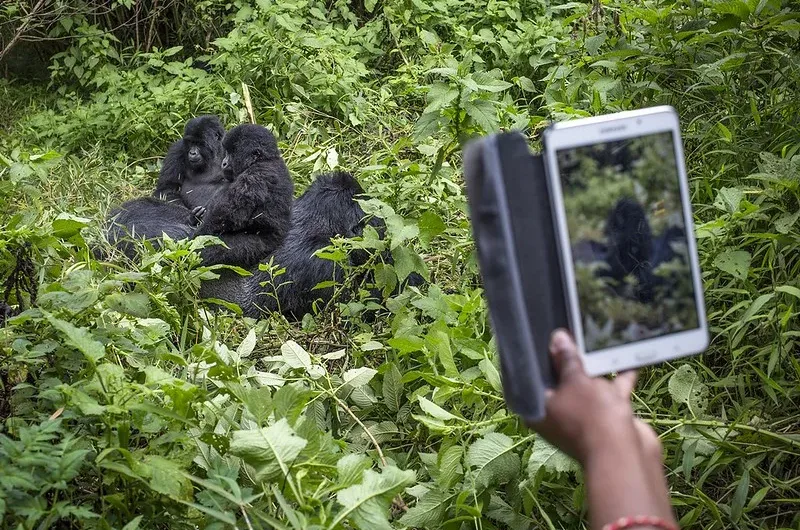 How to book a gorilla safari to Bwindi Impenetrable National Park.