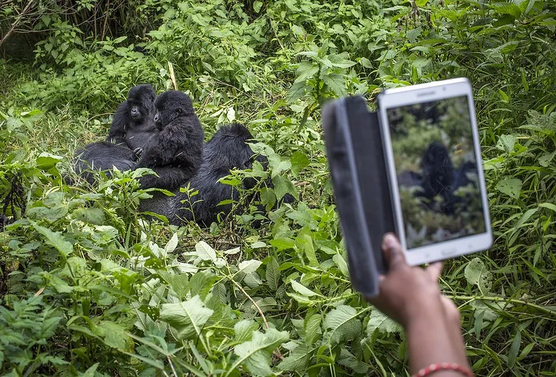 How to book a gorilla safari to Bwindi Impenetrable National Park.