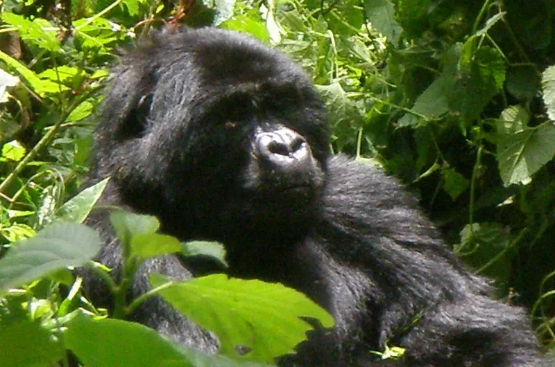 How to book gorilla permits from anywhere in the world