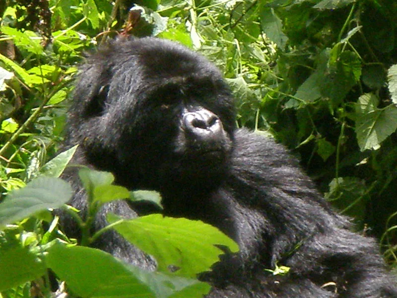 How to book gorilla permits from anywhere in the world