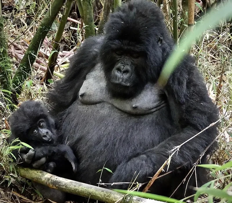 How to get to Volcanoes National park for gorilla trekking