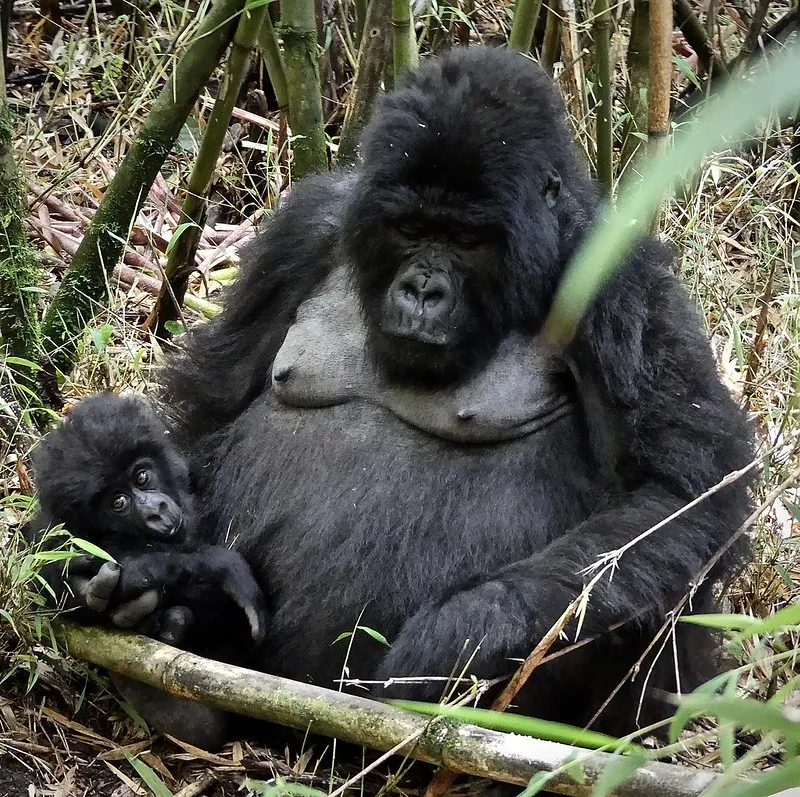 How to get to Volcanoes National park for gorilla trekking