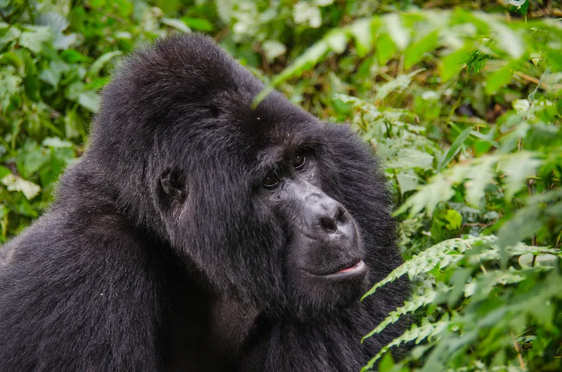 How to process Gorilla trekking permits credit note from UWA