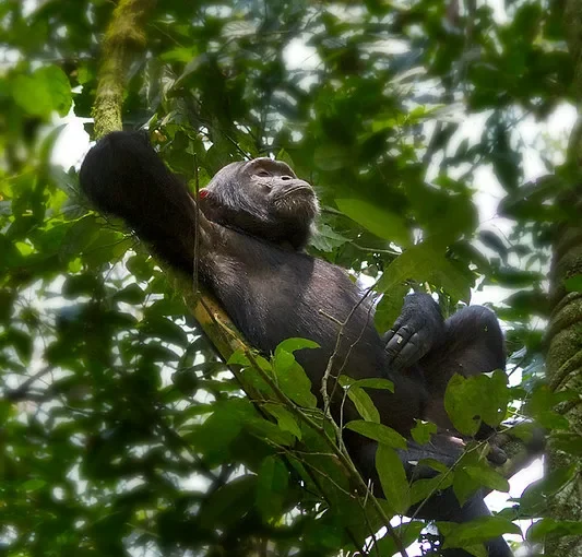 How to process chimpanzee permits credit note from UWA