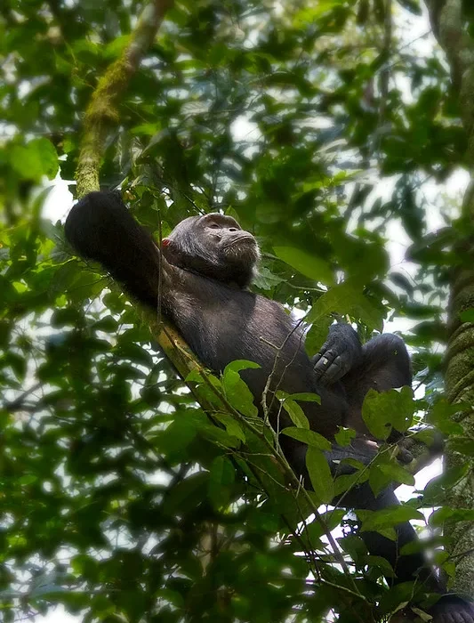 How to process chimpanzee permits credit note from UWA