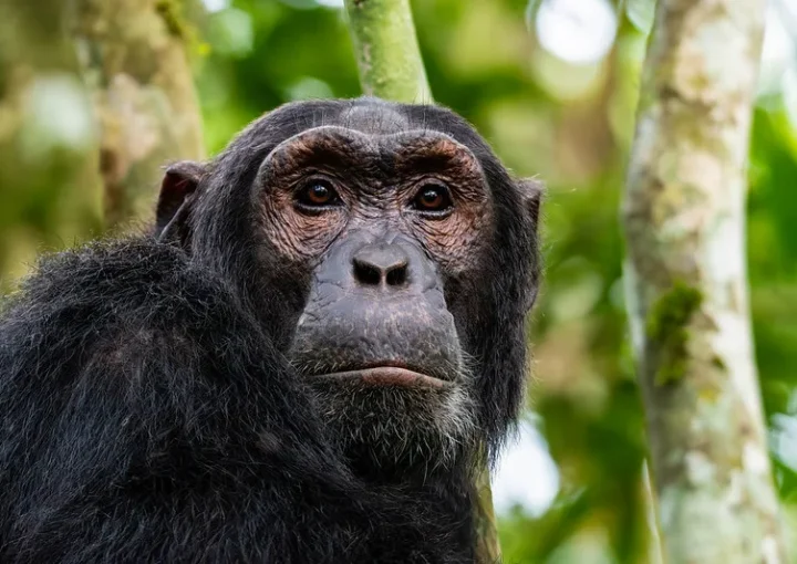How to reschedule Chimpanzee permits in Uganda