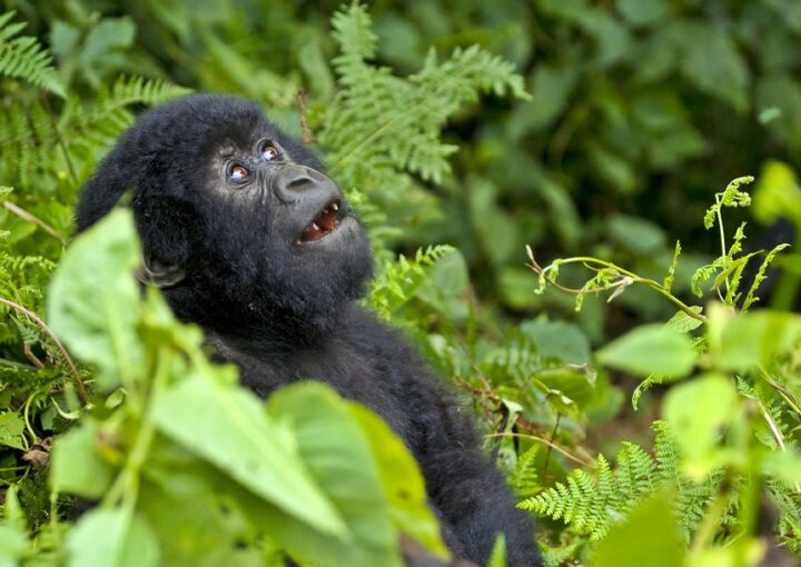 How to reschedule Gorilla habituation permits