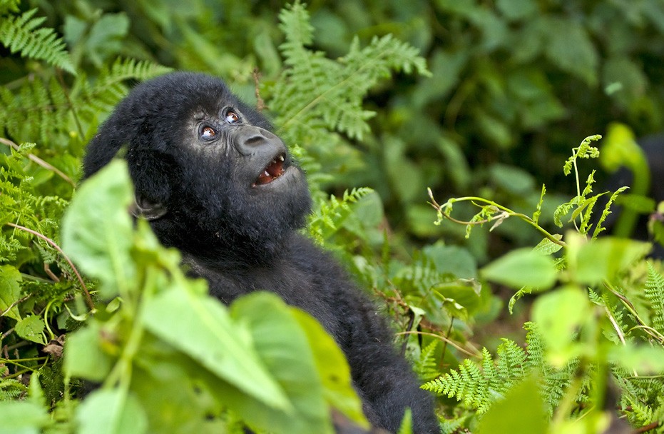 How to reschedule Gorilla habituation permits