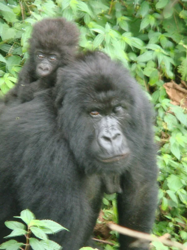 How to reschedule Rwanda Gorilla Trekking Permits, Volcanoes NP