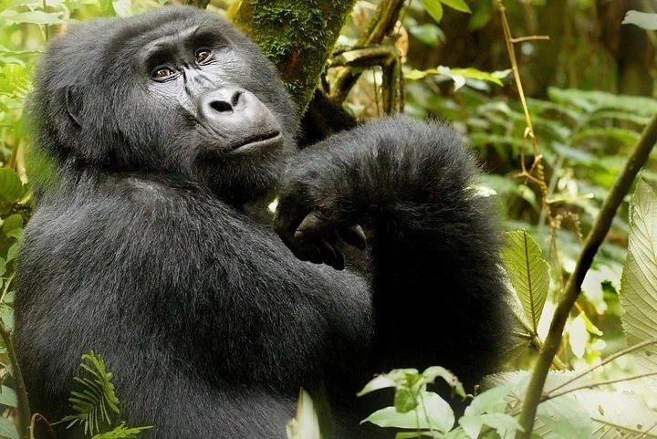 Buhoma region of Bwindi