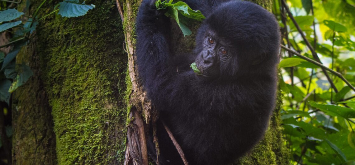 How to spend 6 days in Mgahinga Gorilla National Park