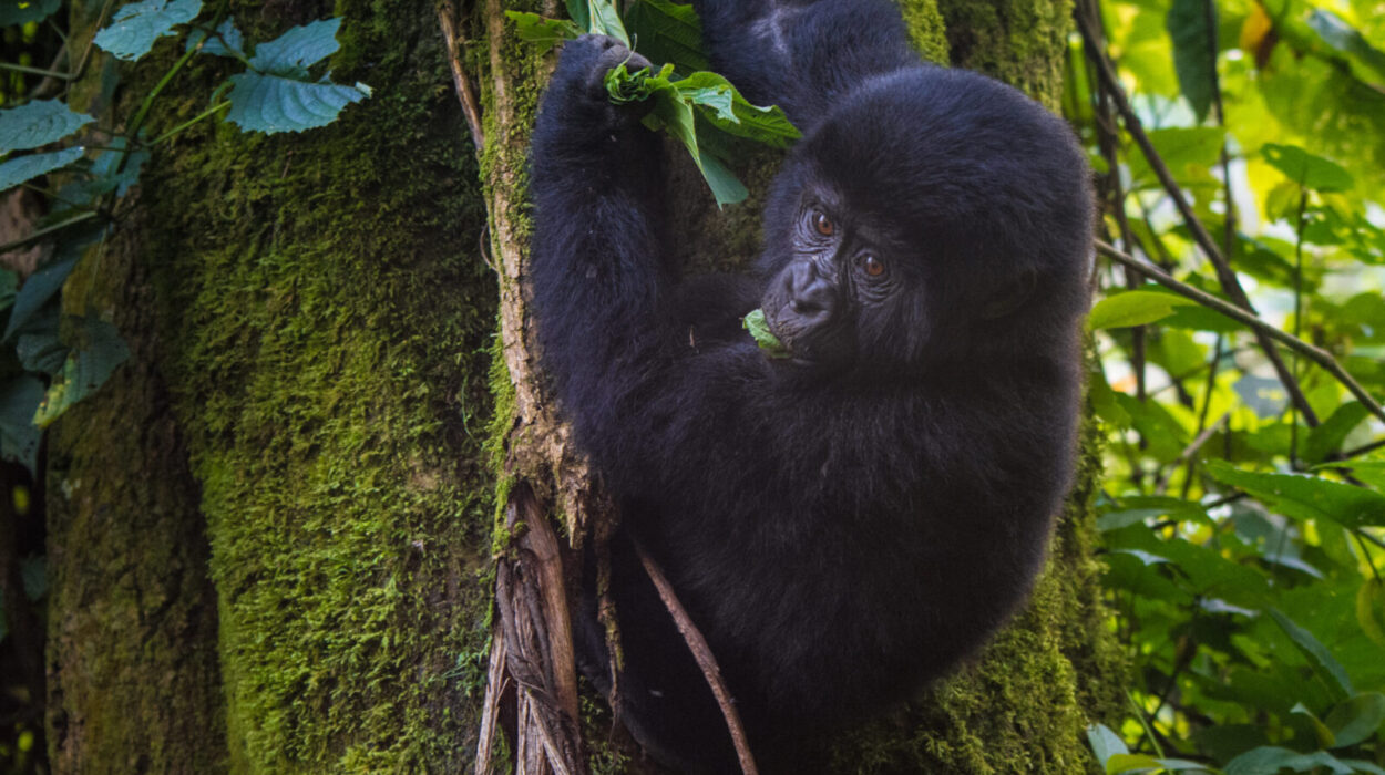 How to spend 6 days in Mgahinga Gorilla National Park