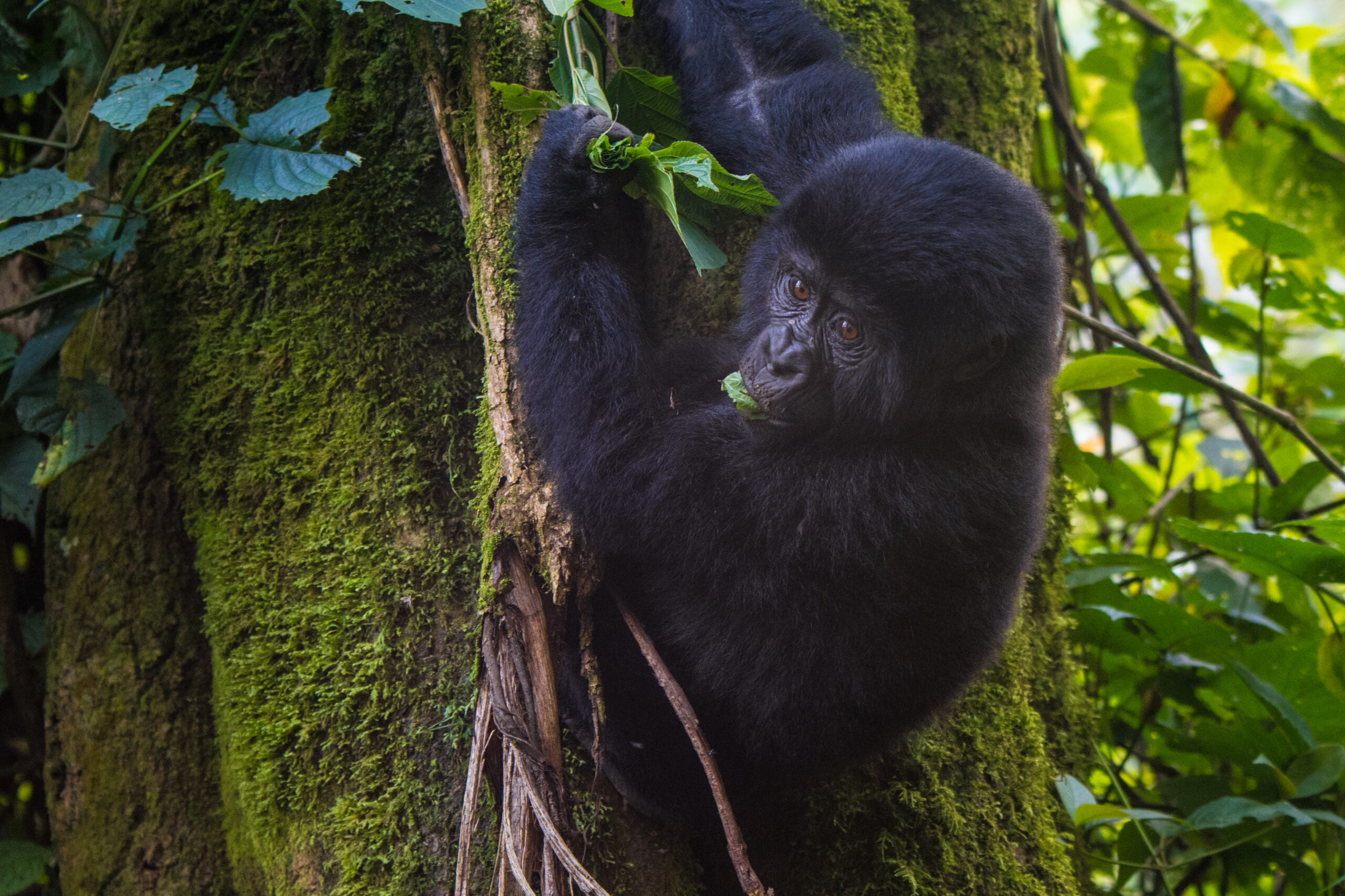 How to spend 6 days in Mgahinga Gorilla National Park