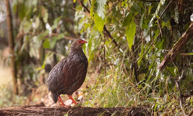 Is Bwindi impenetrable National Park safe for birding