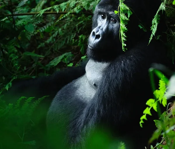 Is Bwindi safe for forest walks