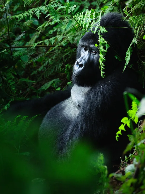 Is Bwindi impenetrable National Park safe for forest walks?