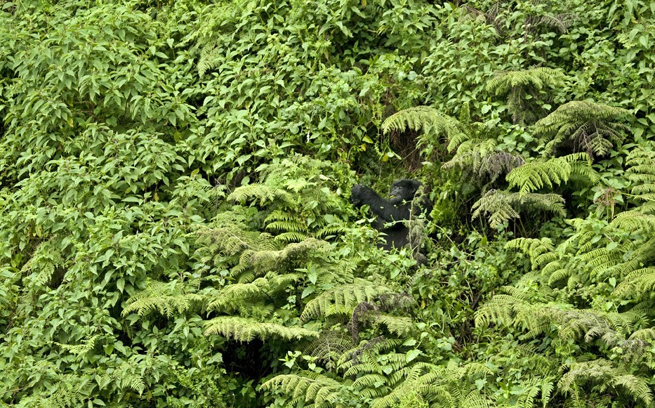 Is Bwindi safe for forest walks