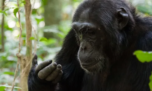 Is Chimpanzee Habituation Experience in Uganda Worth The Money