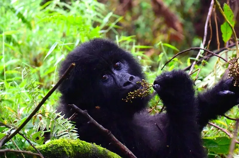 Is Mgahinga National Park safe for gorilla trekking