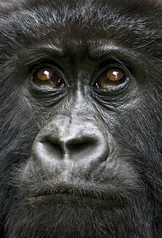 Is Uganda good for gorilla trekking