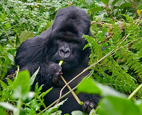 Is Uganda good for gorilla trekking