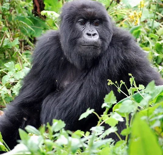 Gorilla permits in Volcanoes NP