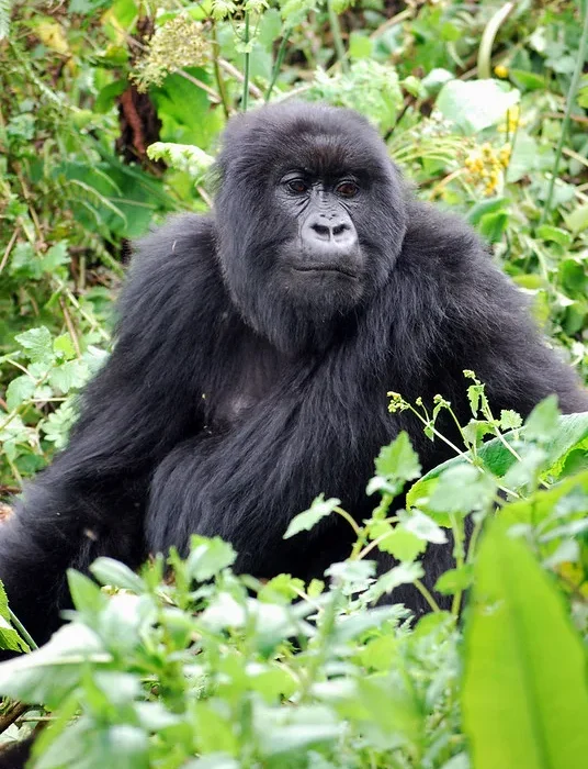 Is it possible to block all gorilla permits in Volcanoes NP for a whole day