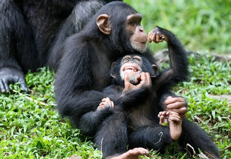 Is it possible to block all kibale chimp permits for exclusive trekking