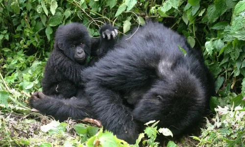 Is it possible to trek Nyakegezi gorilla group in Mgahinga alone