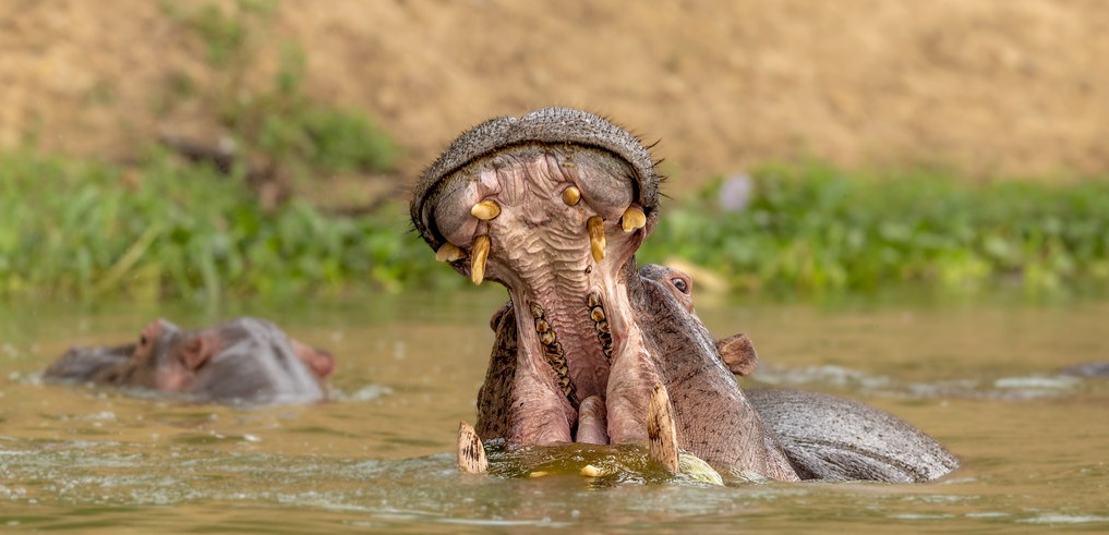 Kazinga Channel Boat Launch