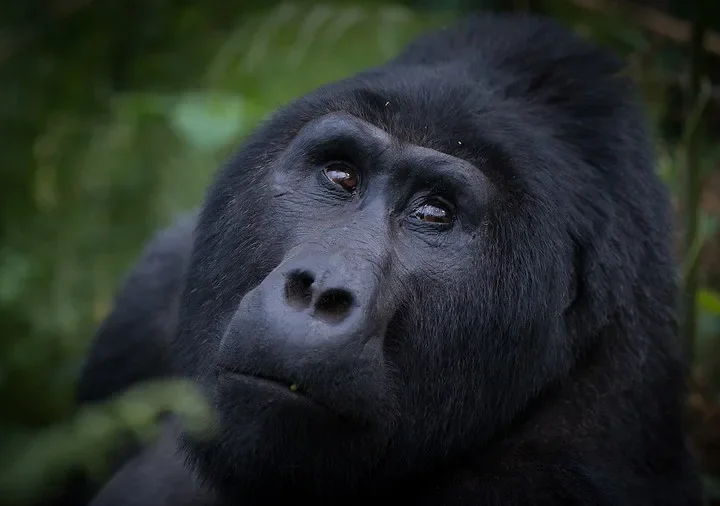 Kigali to Bwindi gorilla trekking Uganda tours and price