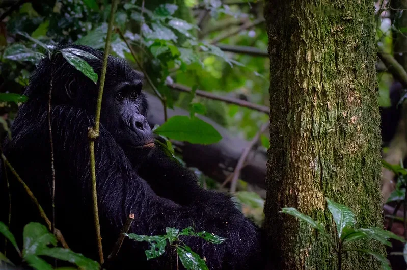 Large group safaris to Bwindi impenetrable National park.