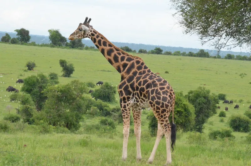 Large group safaris to Murchison Falls National Park.