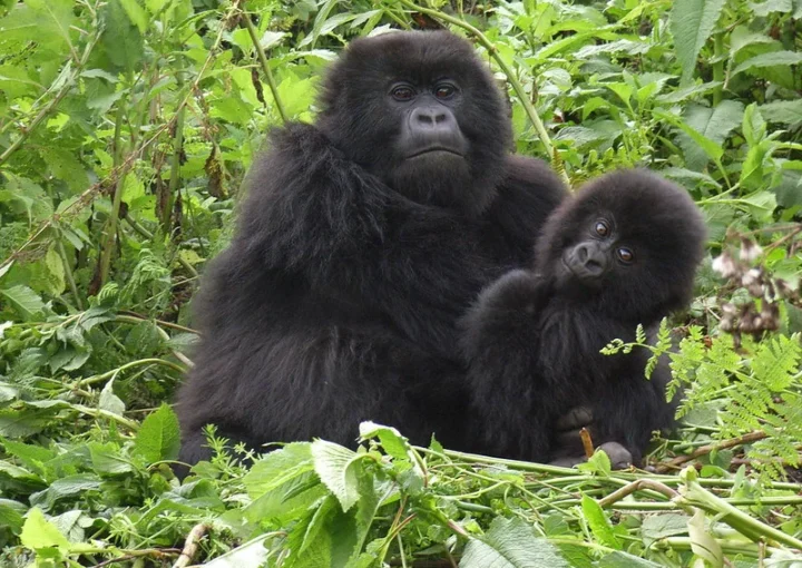 Last Minute Gorilla trekking Uganda Tours from Kigali