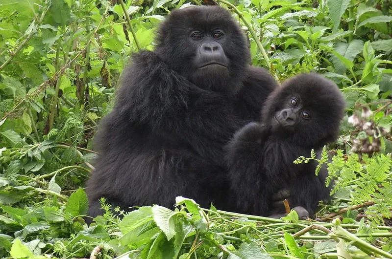 Last Minute Gorilla trekking Uganda Tours from Kigali