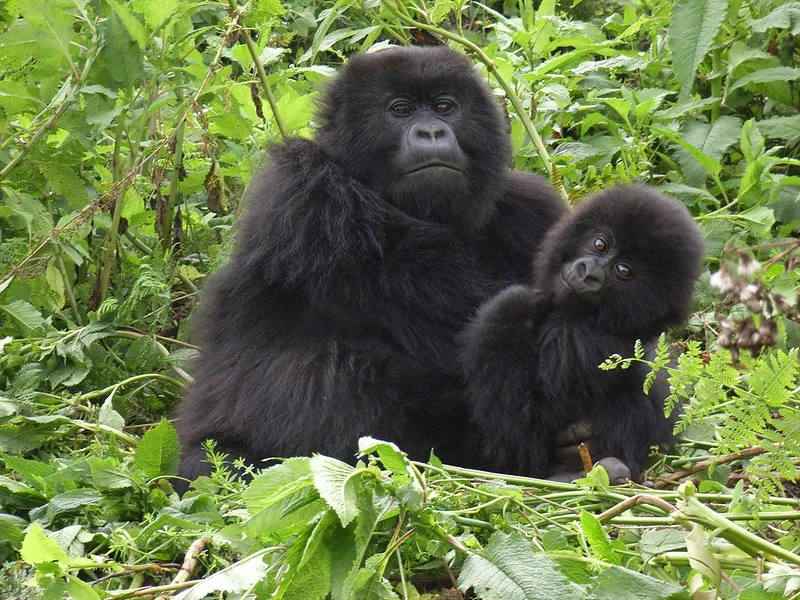 Last Minute Gorilla trekking Uganda Tours from Kigali