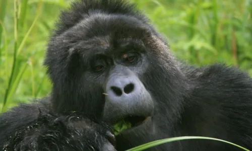 Low Budget Gorilla tours and safaris Uganda