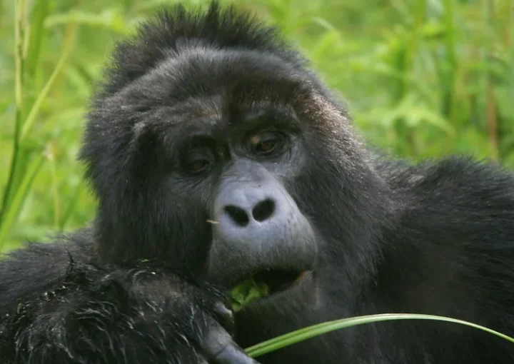 Low Budget Gorilla tours and safaris Uganda