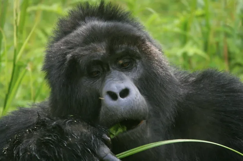 Low Budget Gorilla tours and safaris Uganda