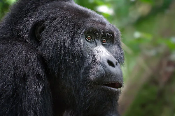 Luxury Gorilla Trekking Safaris Uganda Rwanda