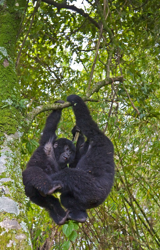 Luxury gorilla safari to Nkuringo