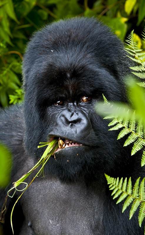 Luxury gorilla tour to Rushaga