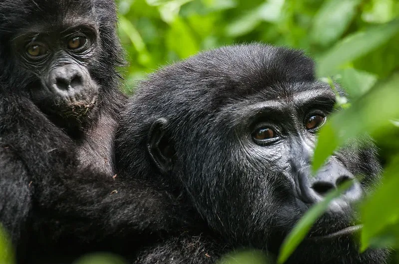 Minimum days for a gorilla habituation experience safari.