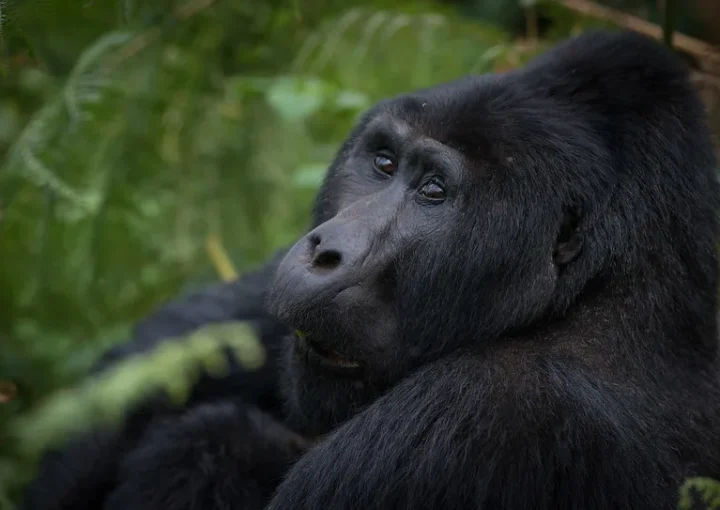 Minimum days for a gorilla tour in Uganda and Rwanda-Facts