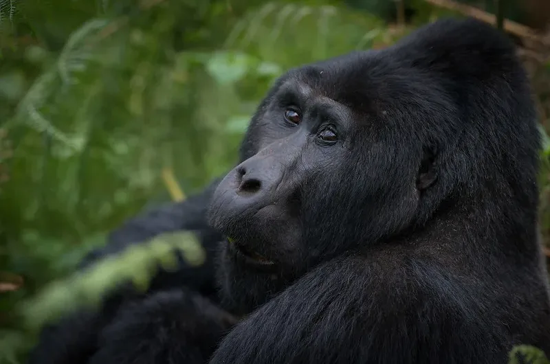 Minimum days for a gorilla tour in Uganda and Rwanda-Facts