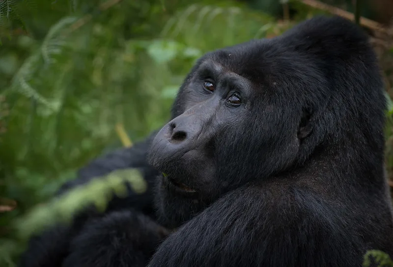 Minimum days for a gorilla tour in Uganda and Rwanda-Facts